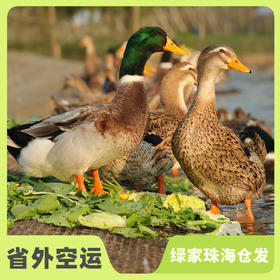 生态麻鸭 | 绿家自产* Eco-white duck | Self-production