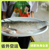 生态草鱼（冷冻，广东省外可下单）  | 绿家自产 * Eco- Grass Carp | Self-production 商品缩略图0