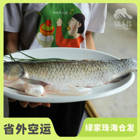 生态草鱼（冷冻，广东省外可下单）  | 绿家自产 * Eco- Grass Carp | Self-production