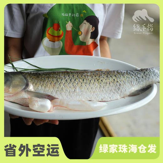 生态草鱼（冷冻，广东省外可下单）  | 绿家自产 * Eco- Grass Carp | Self-production 商品图0