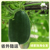 生态小冬瓜 | 绿家自产*ecological gourd | Self-production 商品缩略图0