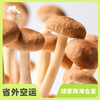 有机茶树菇 | 绿家自产 *Organic mushroom | Self-production 商品缩略图0