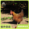 生态清远鸡肉鸡（母鸡） | 绿家自产* Eco-Chicken | Self-production 商品缩略图0