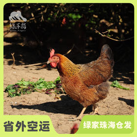 生态清远鸡肉鸡（母鸡） | 绿家自产* Eco-Chicken | Self-production