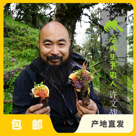 野生白心灵芝 | 合作生产* Wild White heart Ganoderma lucidum | Coproducted