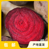 生态甜菜根（大理，中通快递） |合作生产*Ecological Beetroot| Coproduction 商品缩略图0