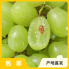 生态阳光玫瑰葡萄  | 合作生产 * Ecological Grapes（Sunshine rose） | Coproduction 商品缩略图0