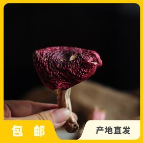 野生高山红菇 | 合作生产 * Wild Red mushroom | Coproduction