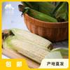 生态甜玉米&甜糯玉米（河北） | 合作生产*Eco-Sweet corn | Coproduction 商品缩略图0