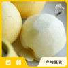 生态赵县皇冠梨 | 合作生产 *Ecological crown pear | Coproduction 商品缩略图0