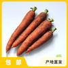 生态胡萝卜（河北） | 合作生产*Eco-carrot | Coproduction 商品缩略图0