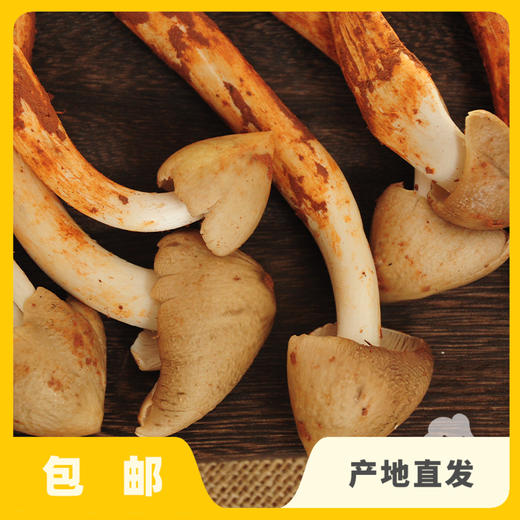 野生鲜鸡枞（限时88折） | 合作生产* Wild collybia albuminosa | Coproduction 商品图0