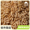 有机燕麦米 | 合作生产*Organic  swallow rice| Coproduction 商品缩略图0