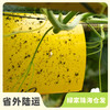 园艺·实蝇粘胶板 | 公平贸易 * Glue Trap of Fruit fly | Fair-Trade 商品缩略图0