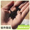 种子·菜心 | 公平贸易 * Choy sum seeds | Fair Trade Items 商品缩略图0