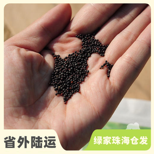 种子·菜心 | 公平贸易 * Choy sum seeds | Fair Trade Items 商品图0