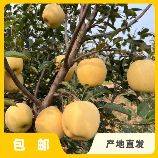生态黄金维纳斯苹果（烟台） | 合作生产*Ecological Golden Venus Apple| Partner Production 商品图4