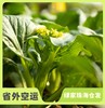 生态菜心 | 绿家自产 * Eco-choy sum | Self-production 商品缩略图0