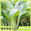 生态上海青 | 绿家自产* Eco-Chinese cabbage | Self-production 商品缩略图0