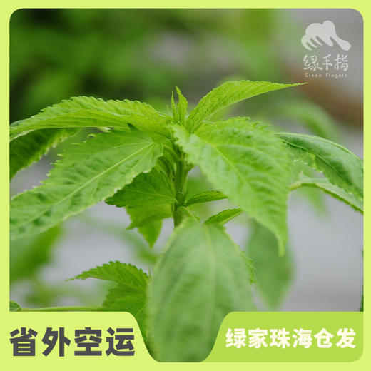 生态麻叶 | 绿家自产* Eco-apocynum leaves | Self-production 商品图0