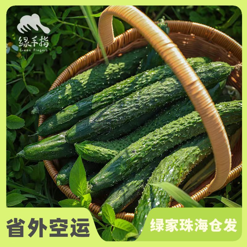 生态青瓜 | 绿家自产* Eco-cucumber | Self-production