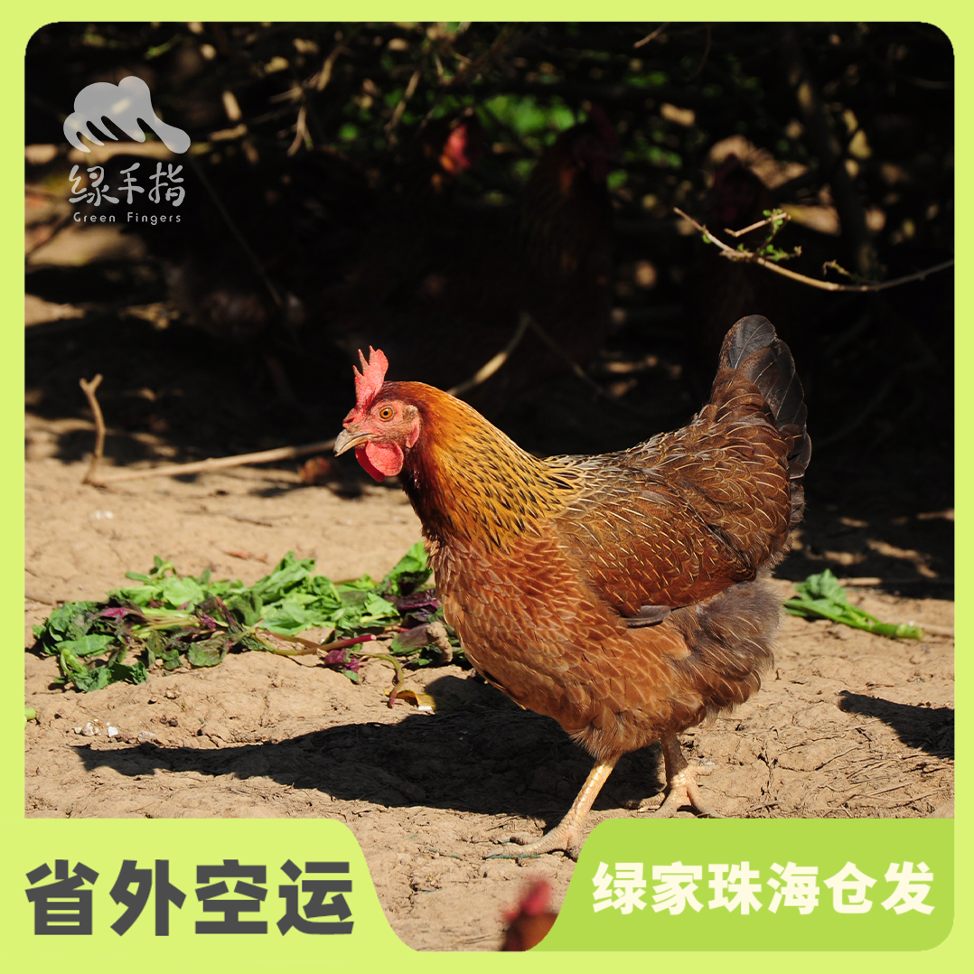 生态小麻鸡肉鸡（母鸡） | 绿家自产* Eco-Chicken | Self-production