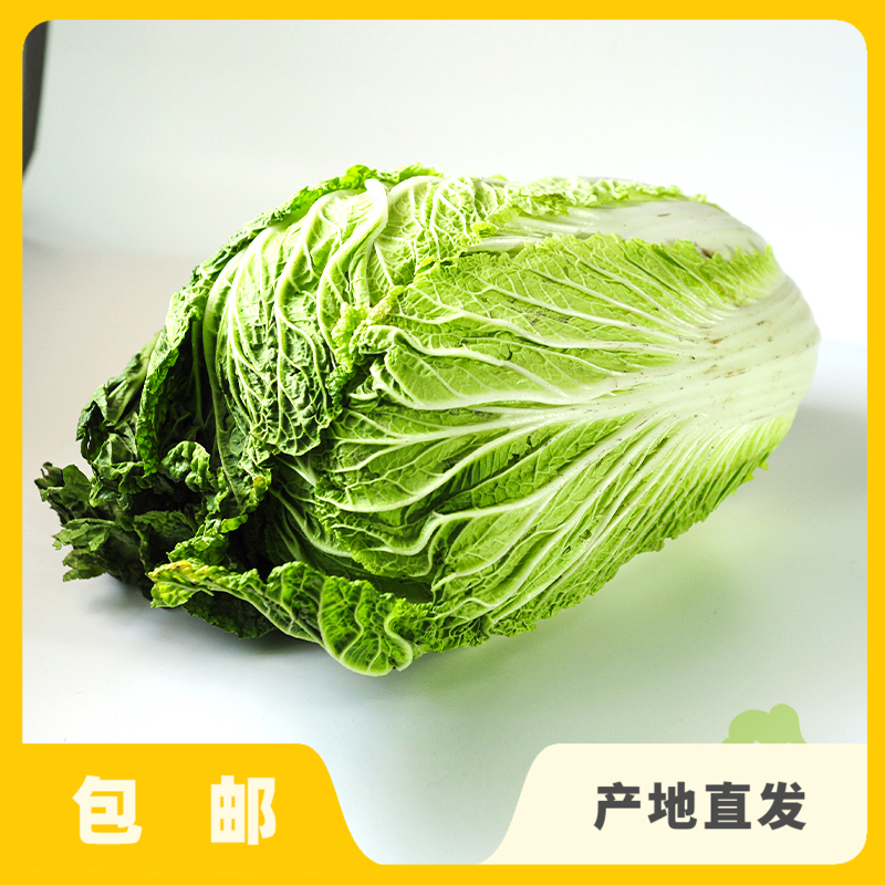 生态大白菜（太原） | 合作生产*Ecological Cabbage | Partner Production