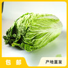 生态大白菜（太原） | 合作生产*Ecological Cabbage | Partner Production 商品缩略图0