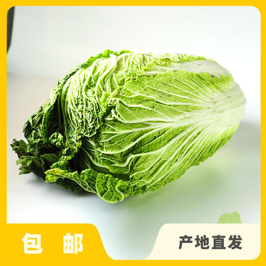 生态大白菜（太原） | 合作生产*Ecological Cabbage | Partner Production 商品图0