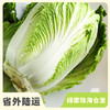 生态翠玉大白菜 | 合作生产* Ecological emerald Chinese cabbage  | Coproduction 商品缩略图0