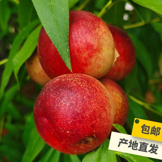 生态珍珠枣油桃 | 合作生产*Eco-pearl nectarine |  Partner Production 商品图1