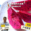 生态火龙果（中通或邮政，预计10月22日发货） | 合作生产* Ecological Pitaya | Coproduction 商品缩略图1