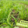 生态空心菜 | 绿家自产* Eco-mater convolvulus | Self-production| 商品缩略图1