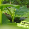 生态木耳菜 | 绿家自产* Eco-Malabar spinach | Self-production 商品缩略图1