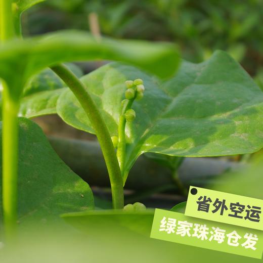 生态木耳菜 | 绿家自产* Eco-Malabar spinach | Self-production 商品图1