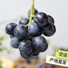 生态山东巨峰葡萄 | 合作生产 *Eco-kyoho grapes | Partner Production 商品缩略图3