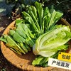 生态河南蔬菜箱（甜菜根土豆茄子小冬瓜）| 合作生产*ecological salad vegetable box  | Coproduction 商品缩略图1