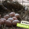 生态初生鸡蛋份额 | 绿家自产* Share of Eco- primary egg | In-House Production 商品缩略图1