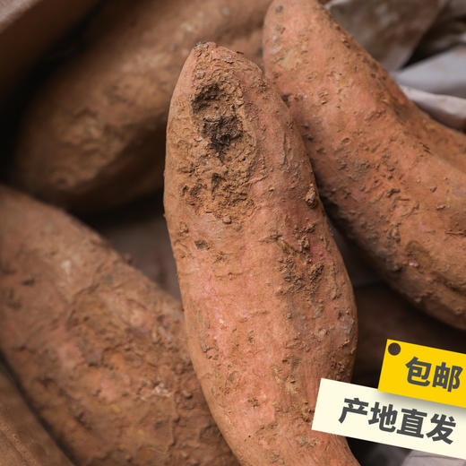 生态地瓜（白薯） | 合作生产*Ecological Sweet potato | Coprodution 商品图1