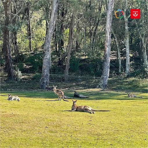 橡树河谷高尔夫度假村（灰袋鼠球场）Riverside Oaks Golf Resort（Gangurru course） | 悉尼高尔夫球场  | 澳大利亚高尔夫球场俱乐部 商品图0