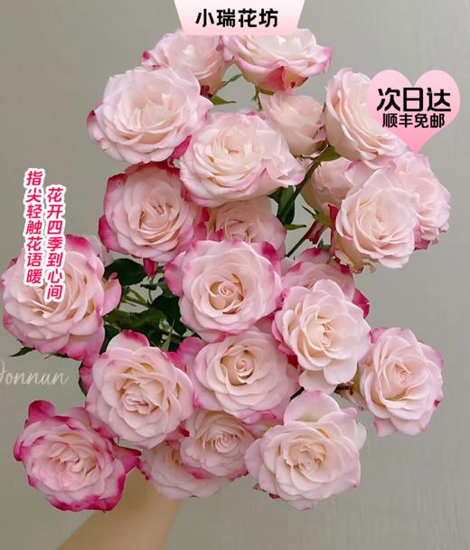【次日达】折射多头玫瑰（5支）清新与甜美 装点生活仪式感 商品图0