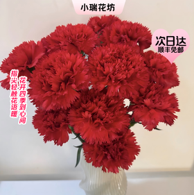 【次日达】单头红色康乃馨 （10支） 深爱与钦佩 众神之花