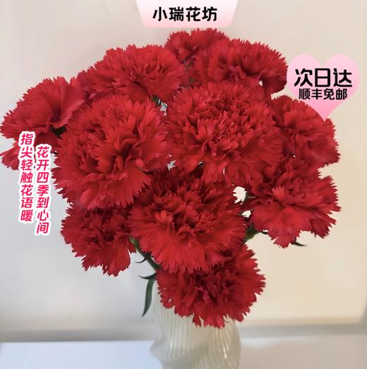 【次日达】单头红色康乃馨 （10支） 深爱与钦佩 众神之花 商品图0