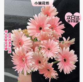 【次日达】粉弗朗（18-20支） 青春象征 追逐梦想