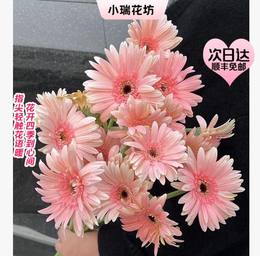 【次日达】粉弗朗（18-20支） 青春象征 追逐梦想 商品图0