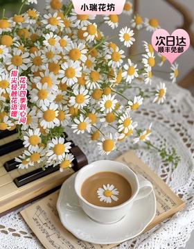 【次日达】洋甘菊（10支）逆境中绽放力量