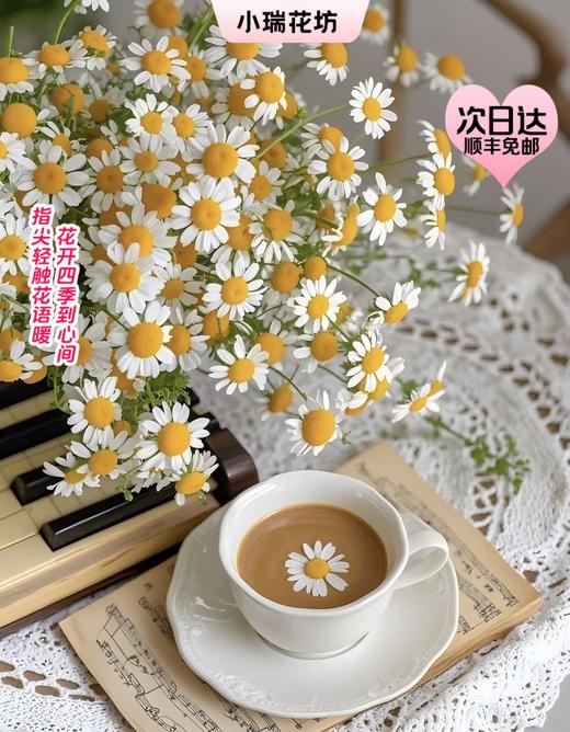 【次日达】洋甘菊（10支）逆境中绽放力量 商品图0