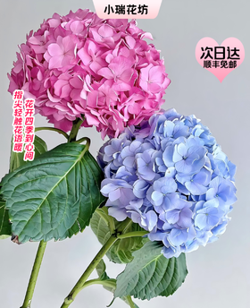 【次日达】绣球（1枝） 芳香袭人 花繁色紫