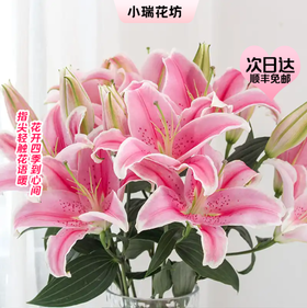 【次日达】双头粉百合（3支）纯洁、庄严 香味满溢