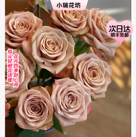 【次日达】卡布奇诺（10支）温柔的爱、不期而遇、十分喜爱‌